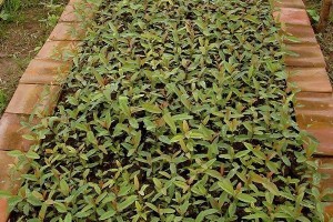 mudas2.JPG.600x10000000_q100